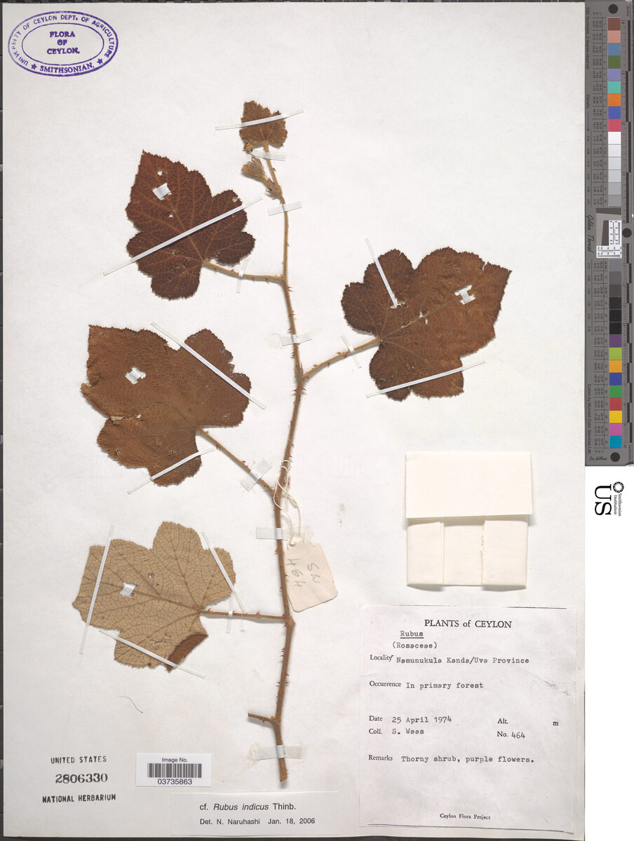 Rubus hexagynus — photo