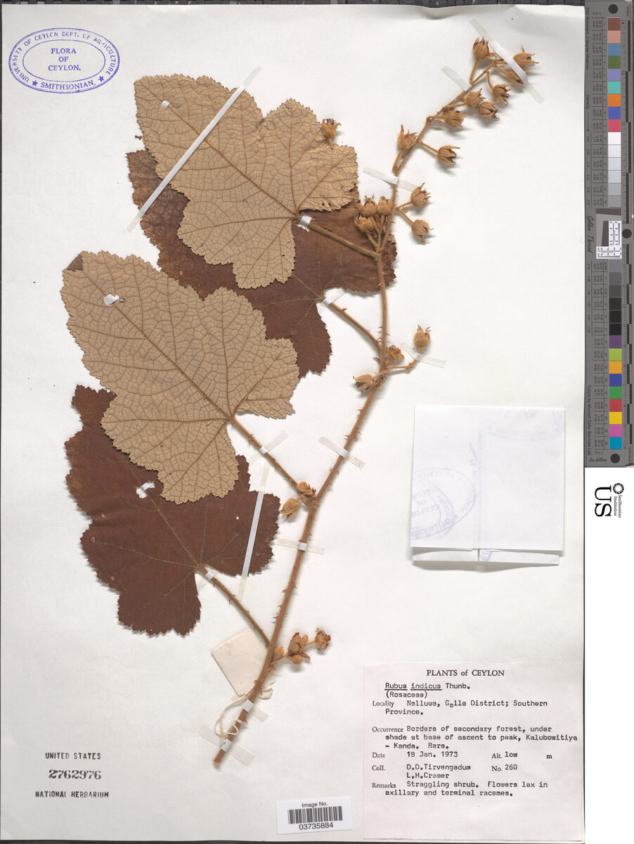 Rubus hexagynus — photo