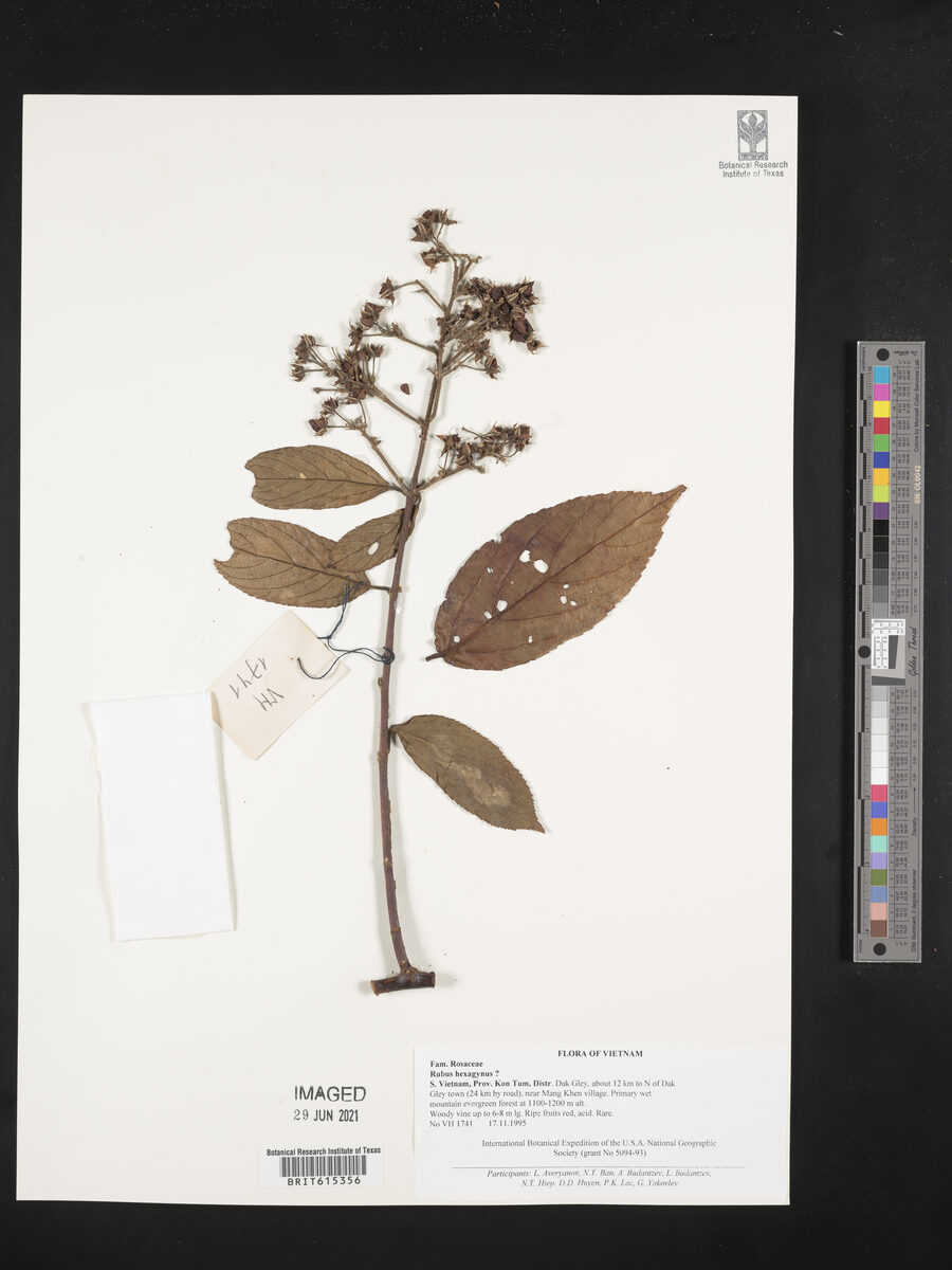 Rubus hexagynus
