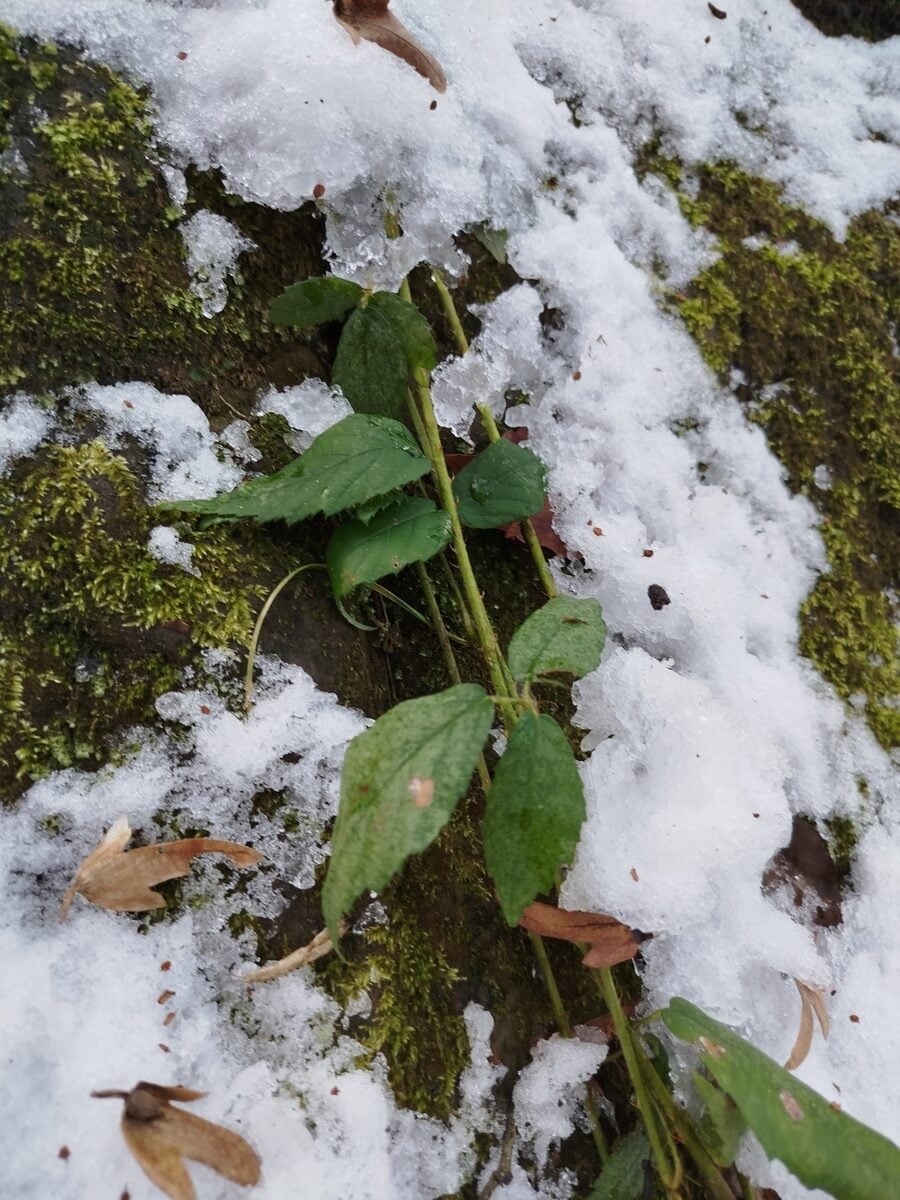 Rubus hirtus — photo 2