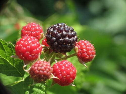 Rubus hirtus — photo 3
