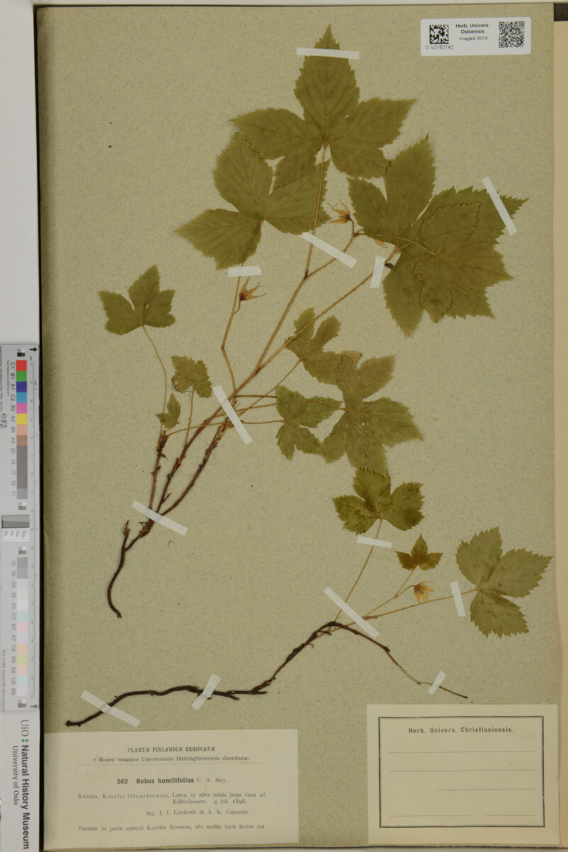 Rubus humilifolius