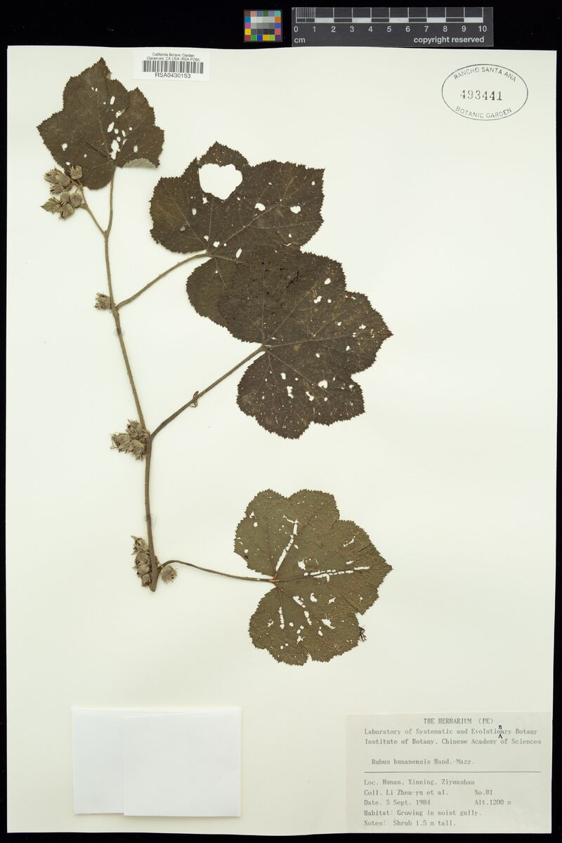 Rubus hunanensis (Mayberry) — photo
