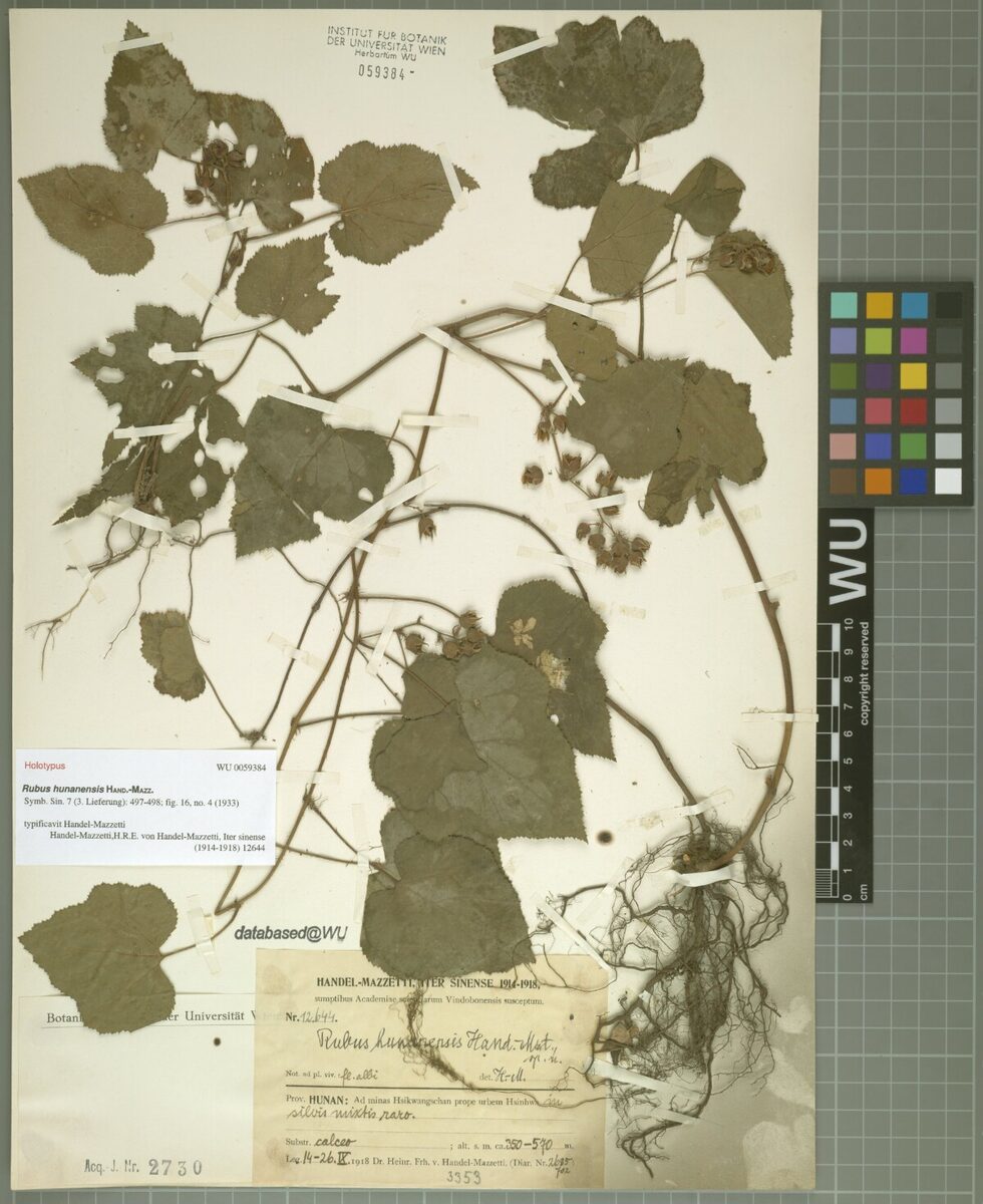 Rubus hunanensis (Mayberry) — photo