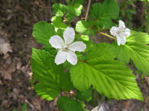 Rubus hunanensis (Mayberry) — photo