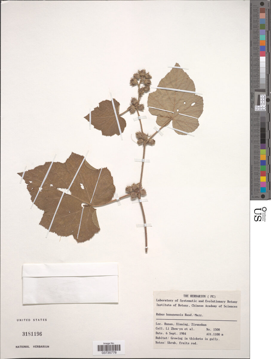 Rubus hunanensis (Mayberry) — photo