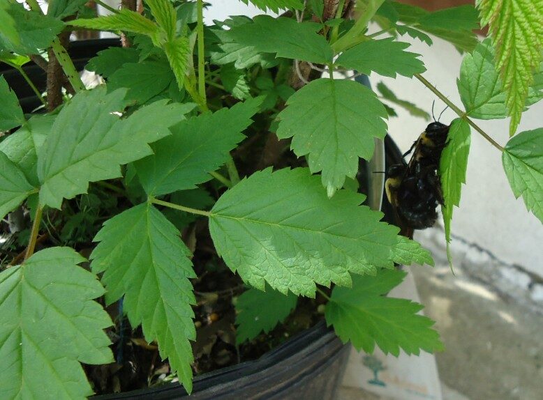 Rubus idaeus (European Red Raspberry) — photo