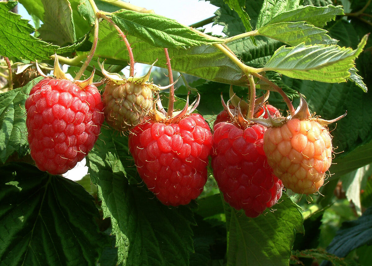 Rubus idaeus (European Red Raspberry) — photo