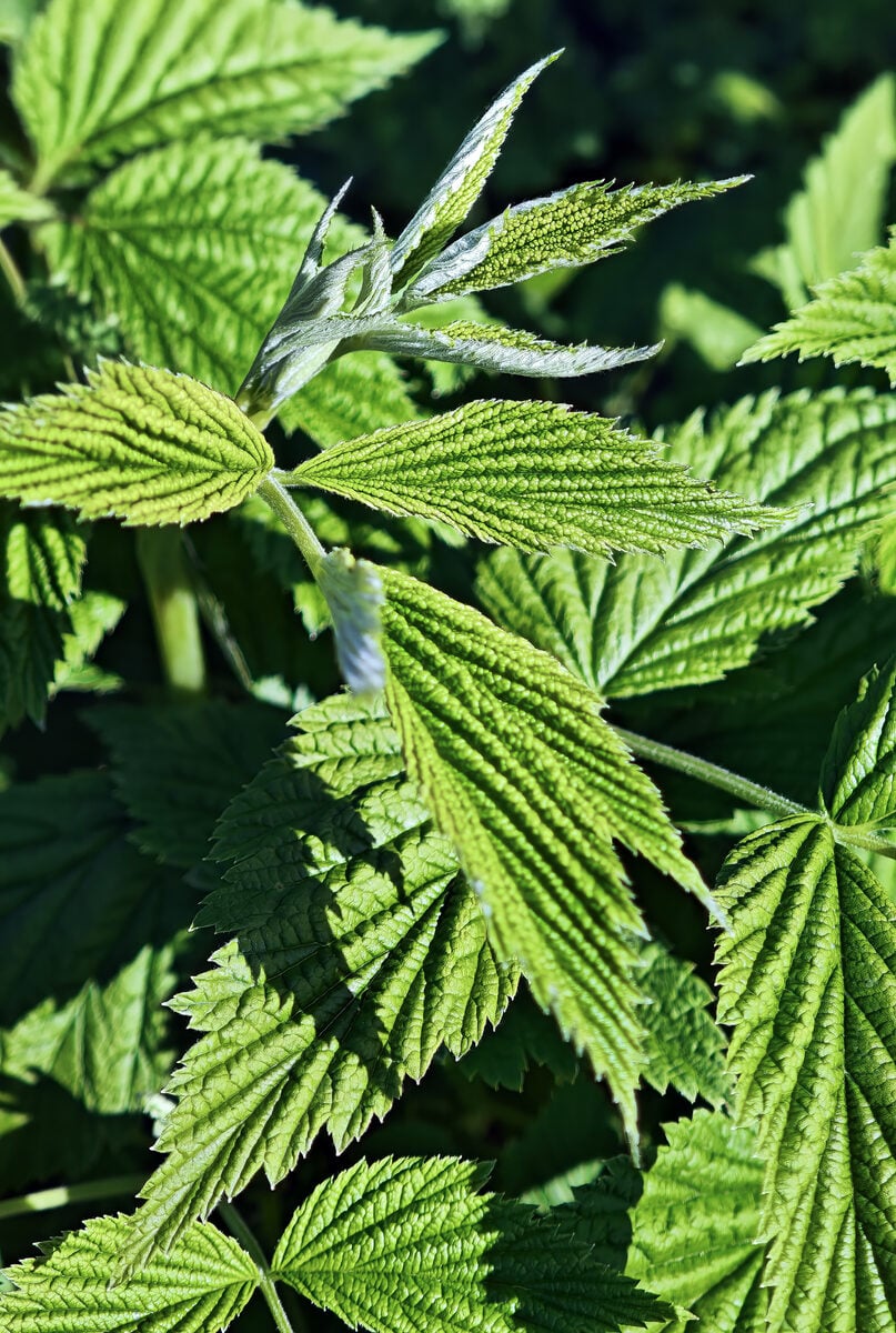 European Red Raspberry
