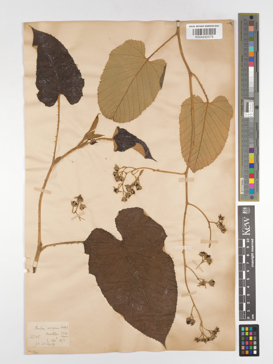 Rubus insignis — photo