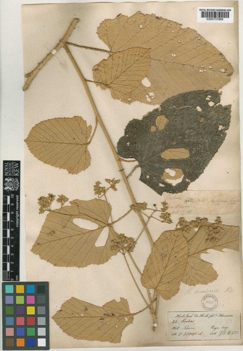 Rubus insignis — photo