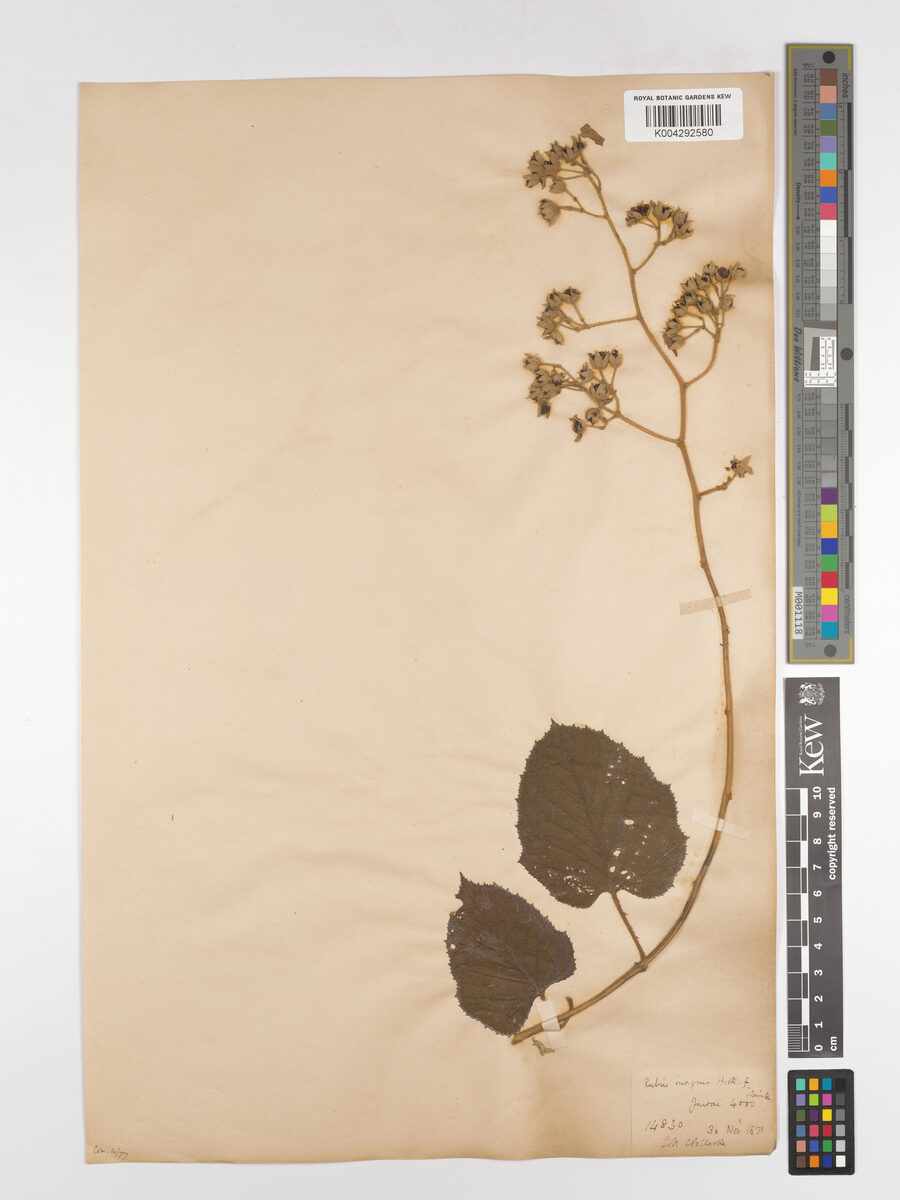 Rubus insignis