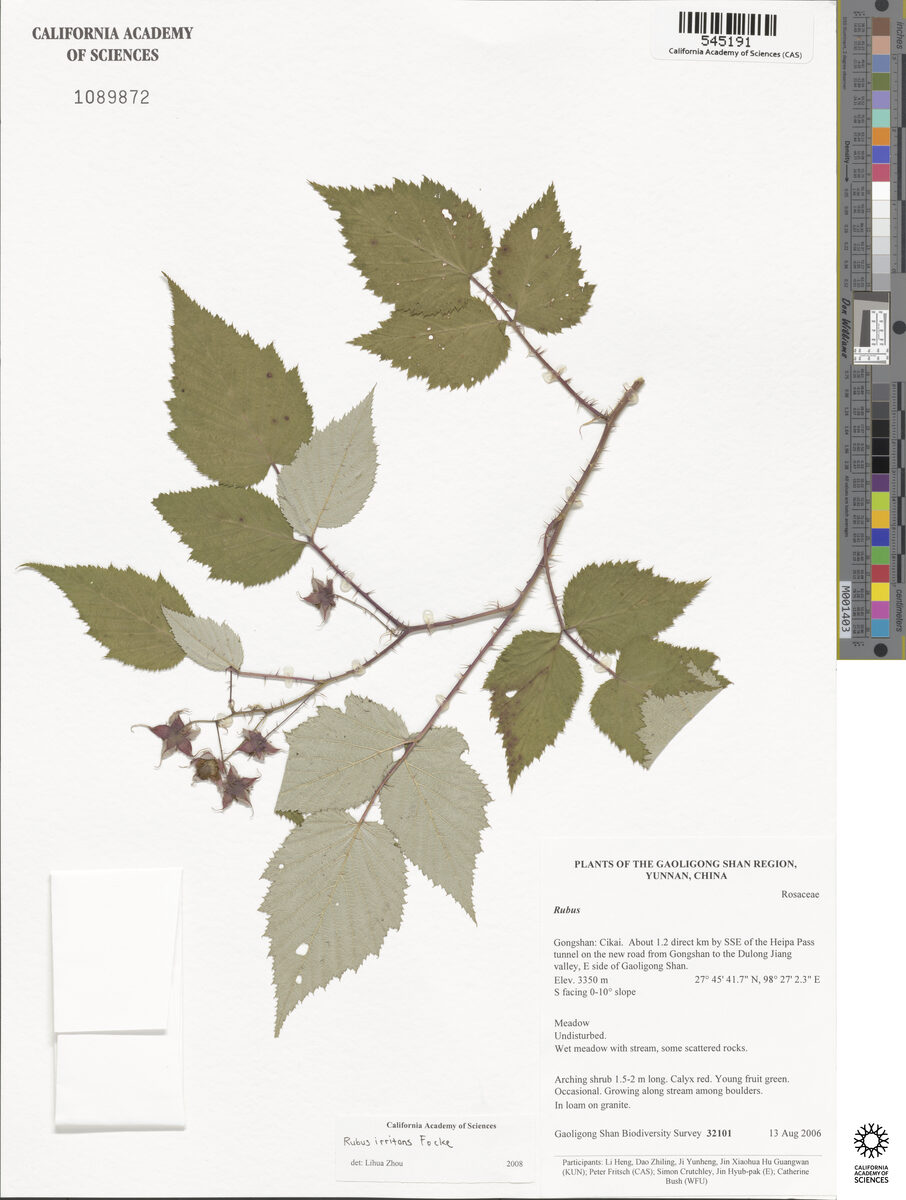 Rubus irritans — photo