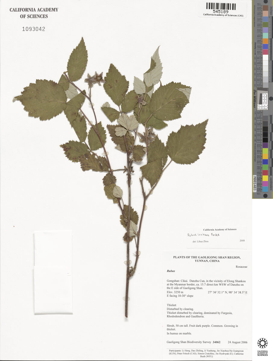 Rubus irritans — photo