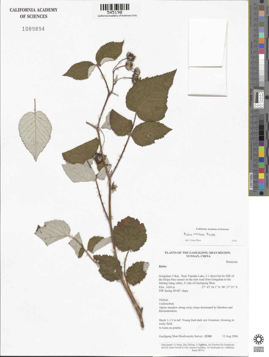 Rubus irritans