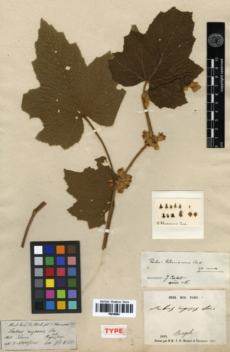 Rubus khasianus