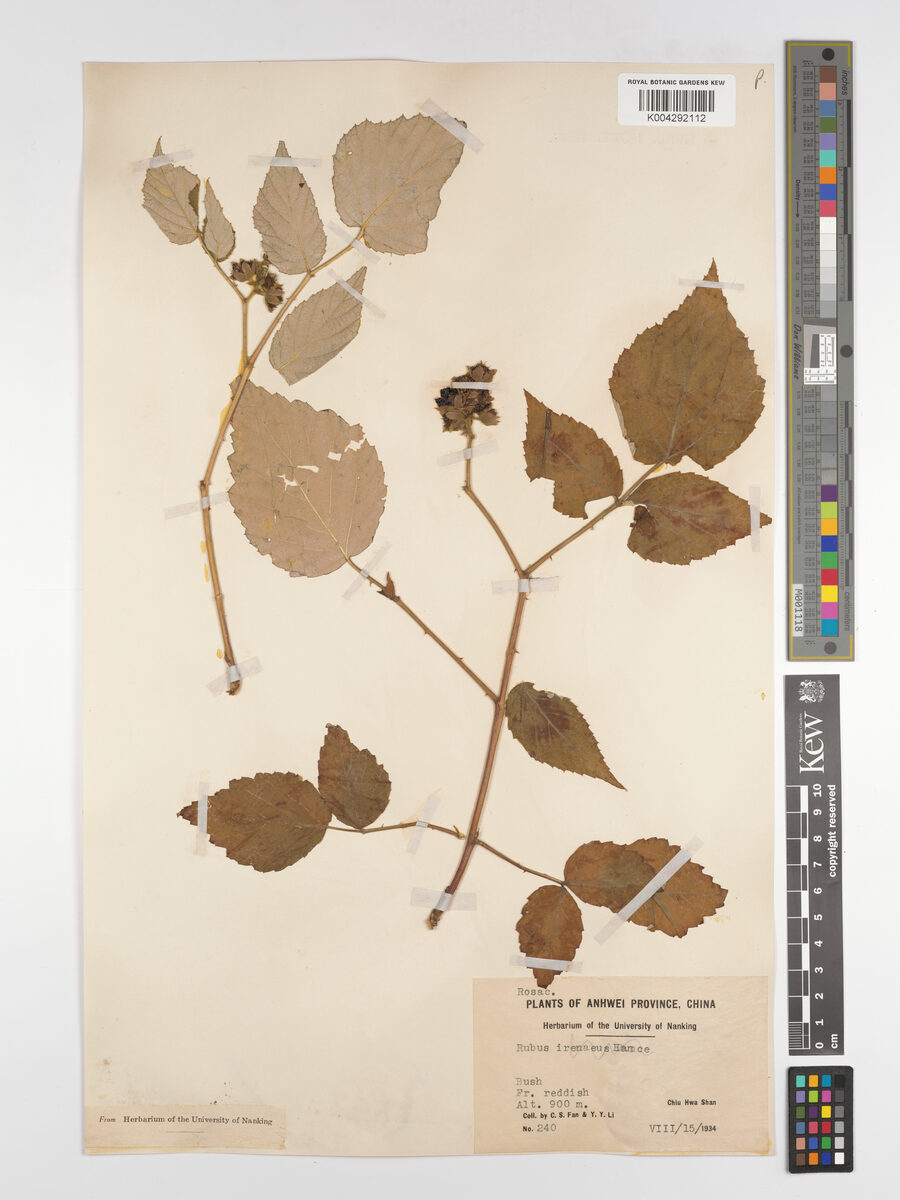 Rubus kuntzeanus