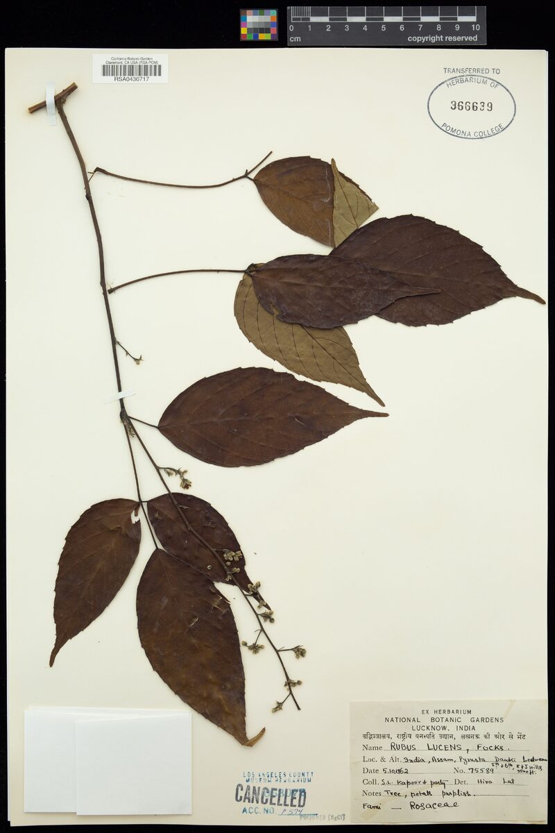 Rubus lucens — photo