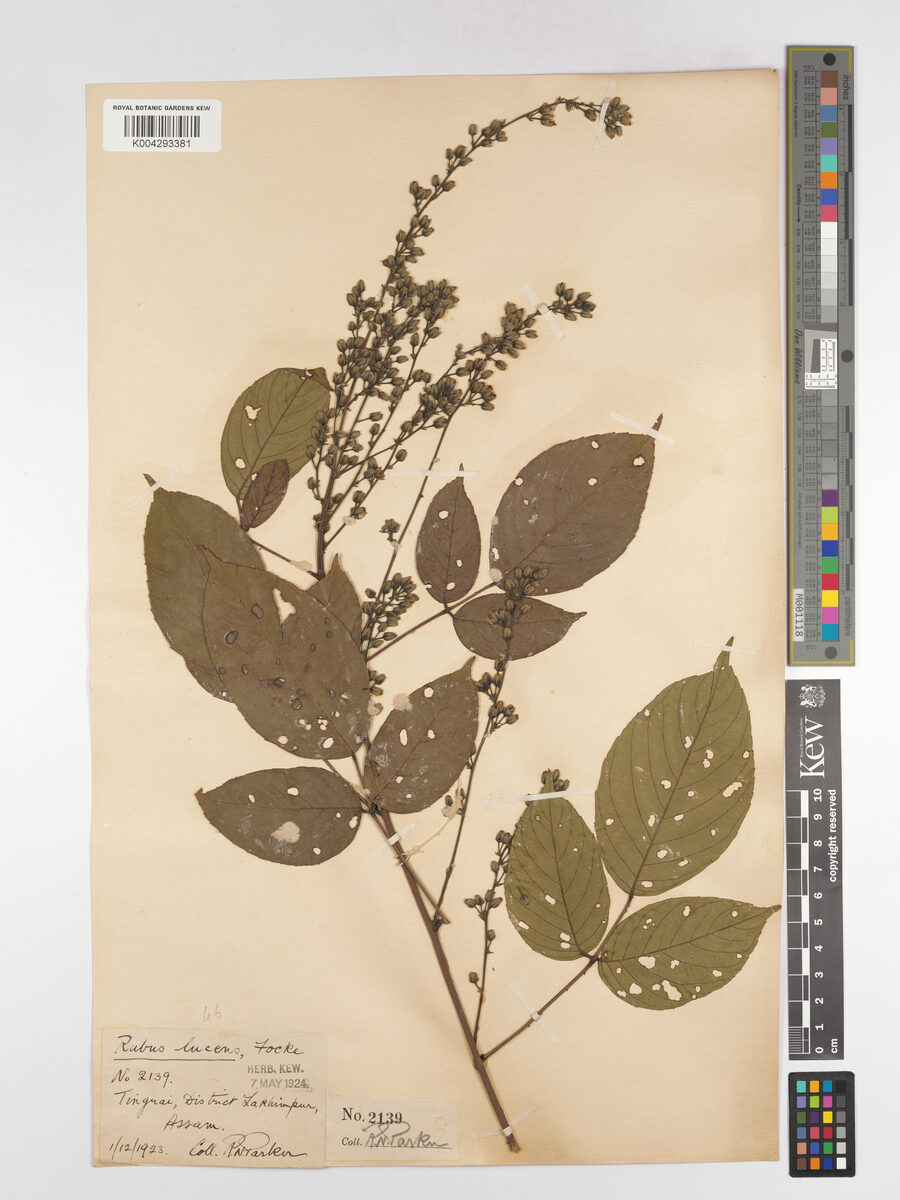 Rubus lucens — photo
