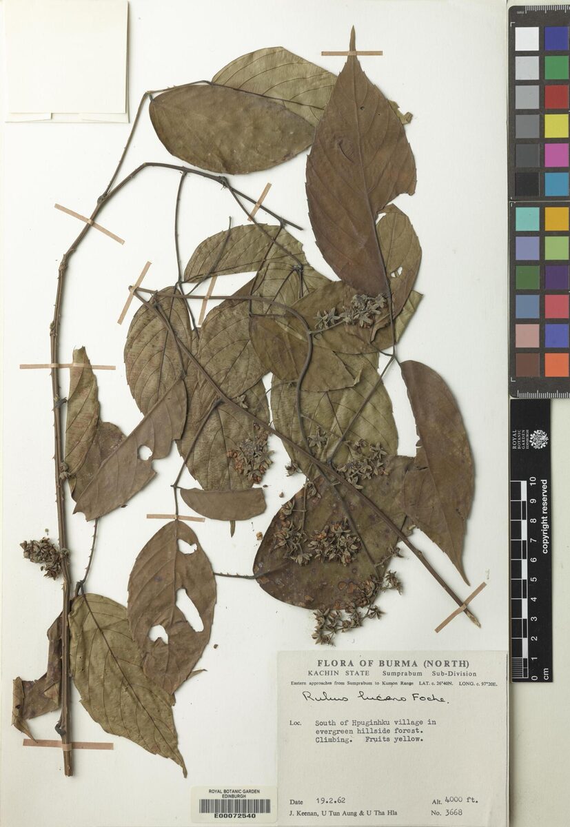 Rubus lucens