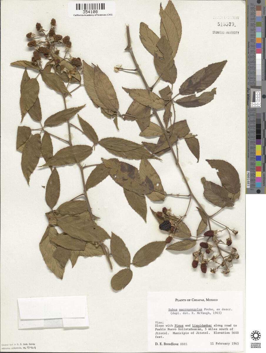 Rubus macrogongylus — photo