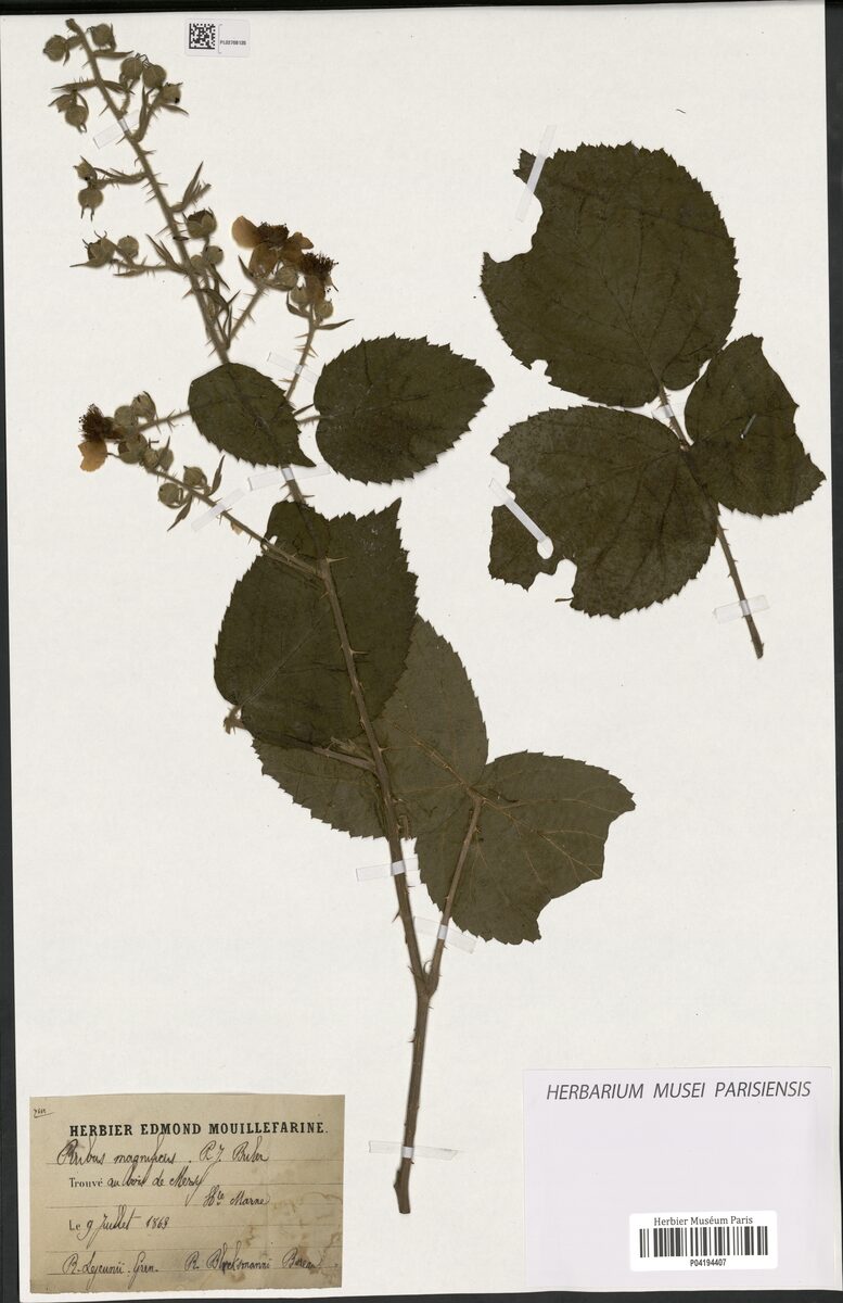 Rubus magnificus — photo