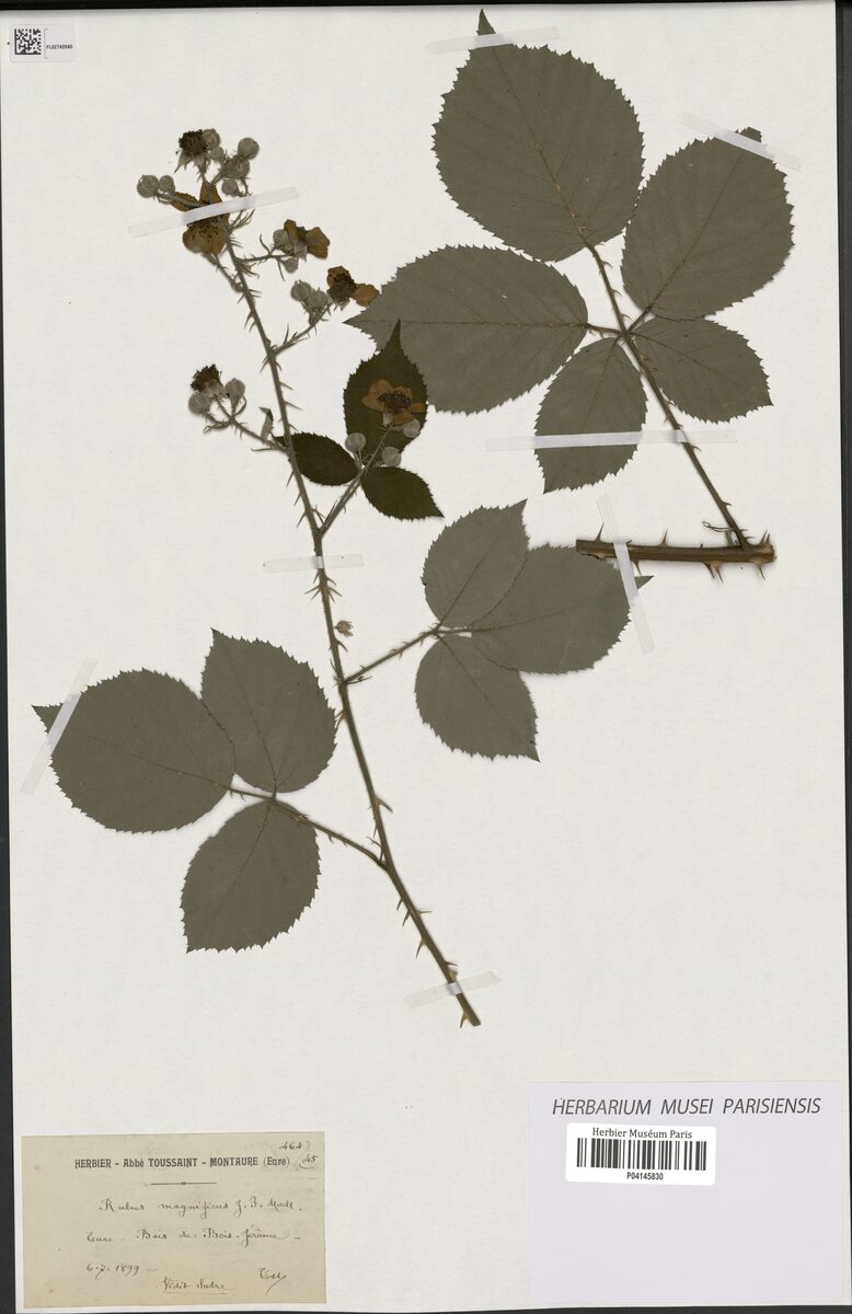 Rubus magnificus
