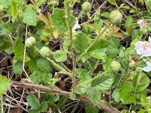 Rubus mirus (Marvel dewberry) — photo