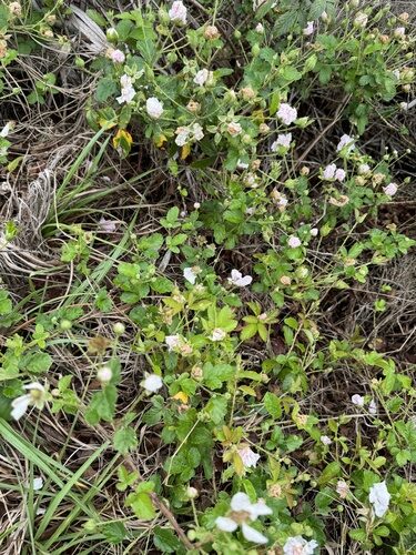 Rubus mirus (Marvel dewberry) — photo