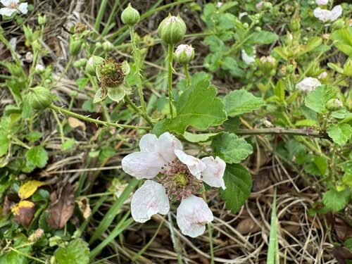 Rubus mirus
