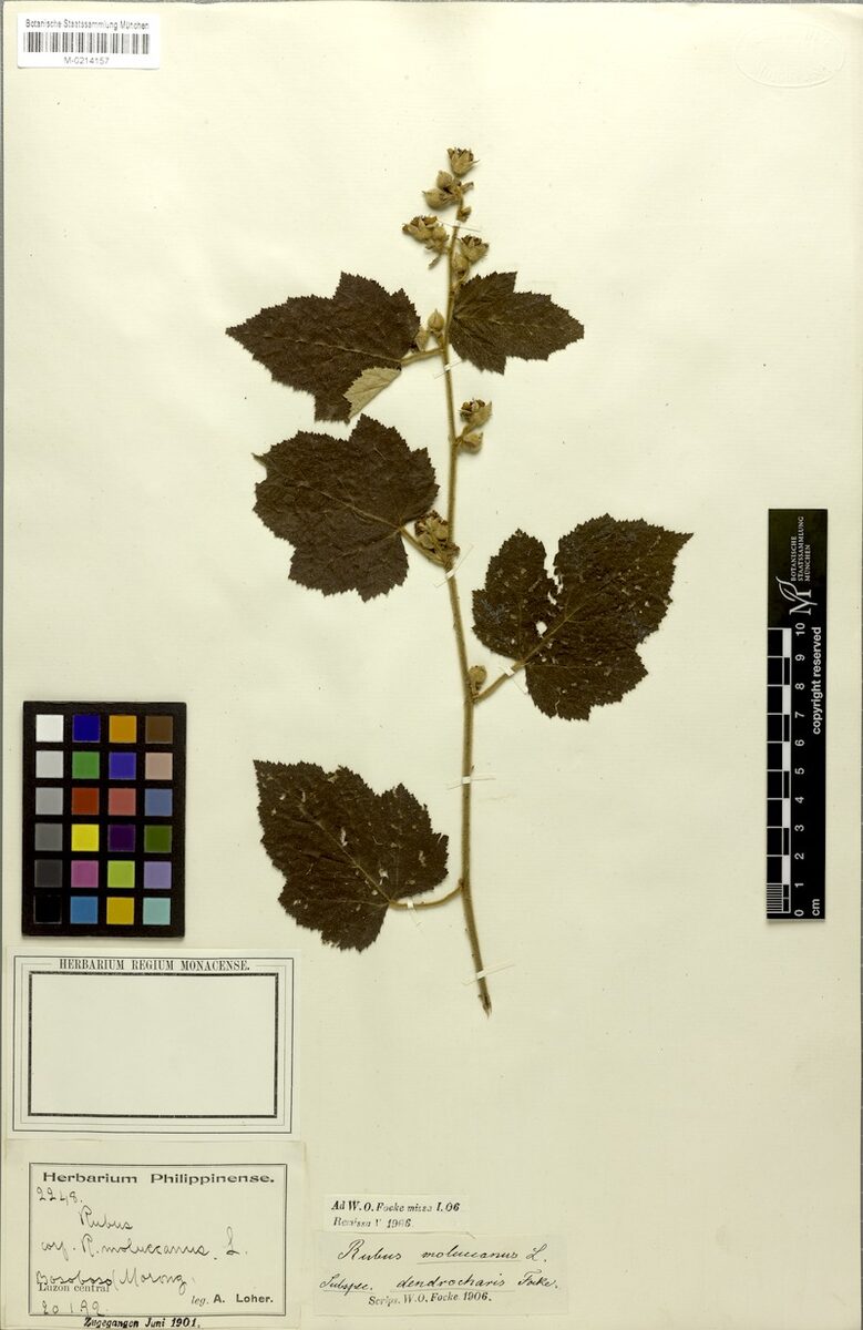 Rubus moluccanus var. dendrocharis