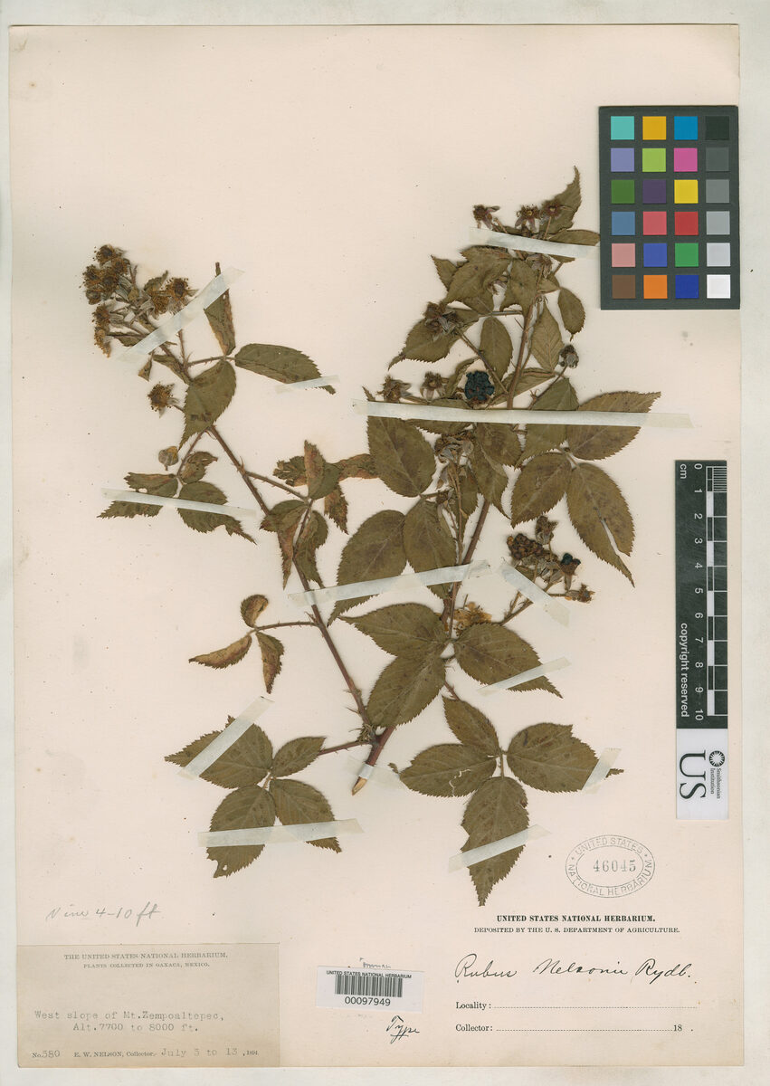 Rubus nelsonii — photo