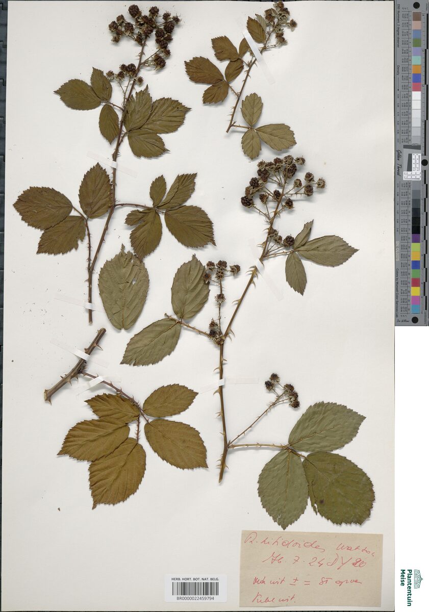 Rubus nitidioides — photo