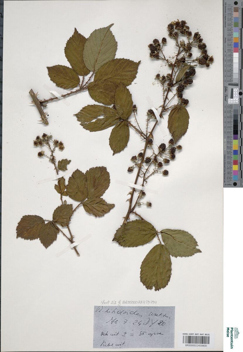 Rubus nitidioides — photo