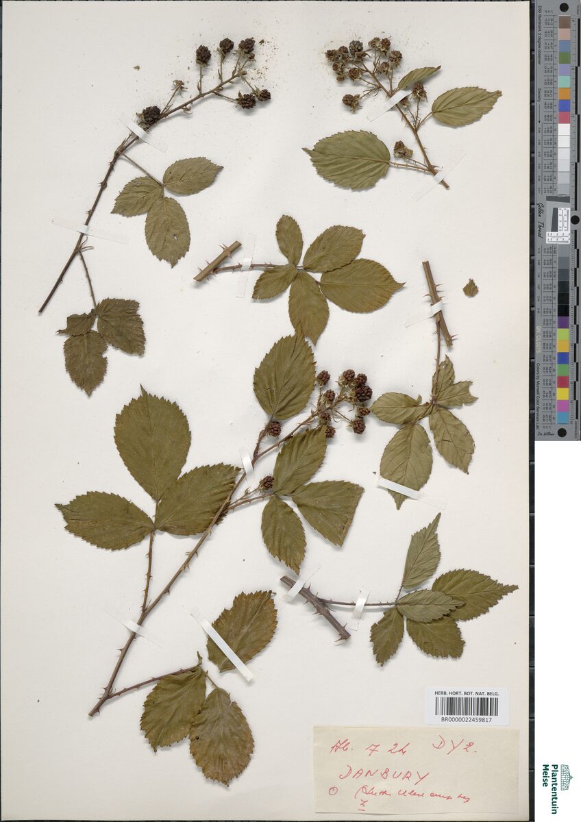 Rubus nitidioides