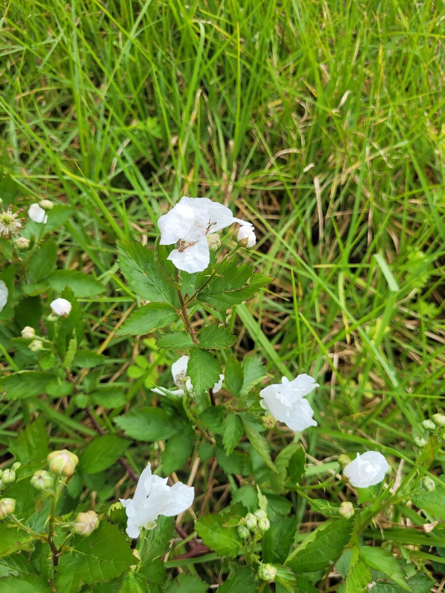 Rubus ostryfolius — photo