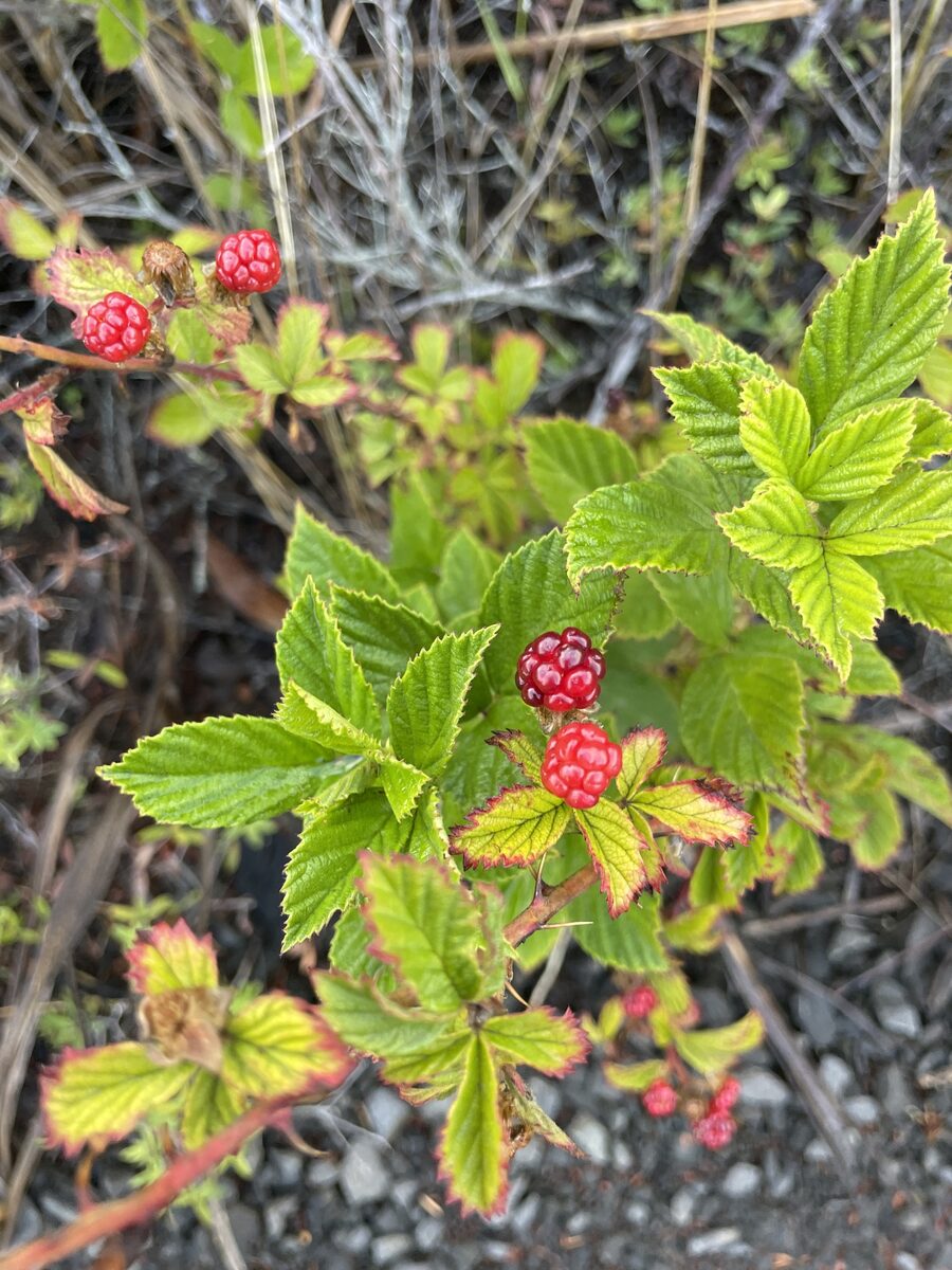 Rubus ostryfolius