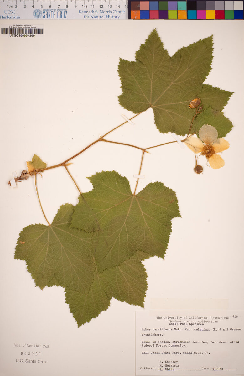 Rubus parviflorus subsp. velutinus (Western thimbleberry) — photo