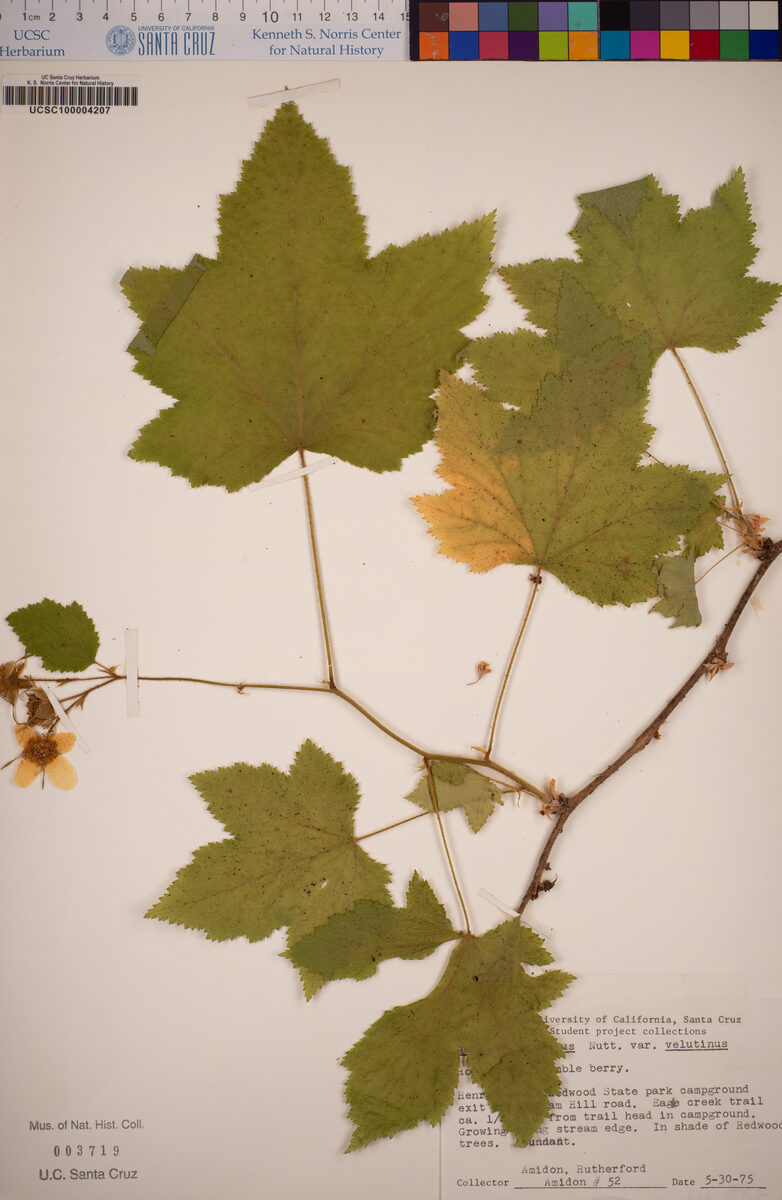 Rubus parviflorus subsp. velutinus (Western thimbleberry) — photo