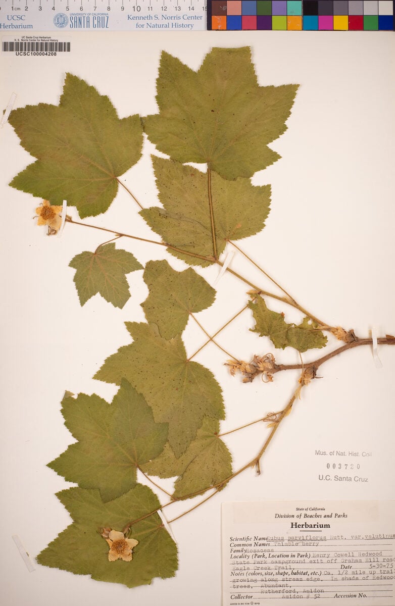 Rubus parviflorus subsp. velutinus