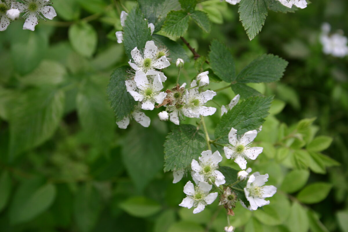 Rubus pensilvanicus (Pennsylvania Blackberry) — photo