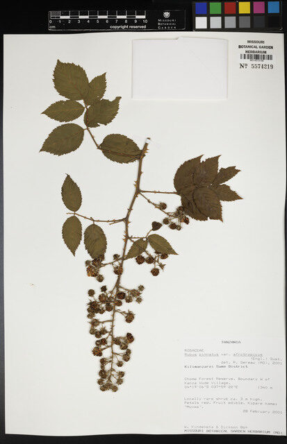 Rubus pinnatus var. afrotropicus (South African Blackberry) — photo