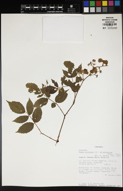 Rubus pinnatus var. afrotropicus (South African Blackberry) — photo