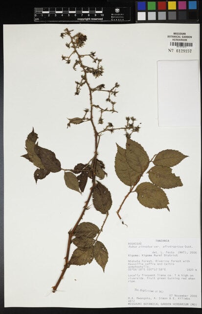 Rubus pinnatus var. afrotropicus