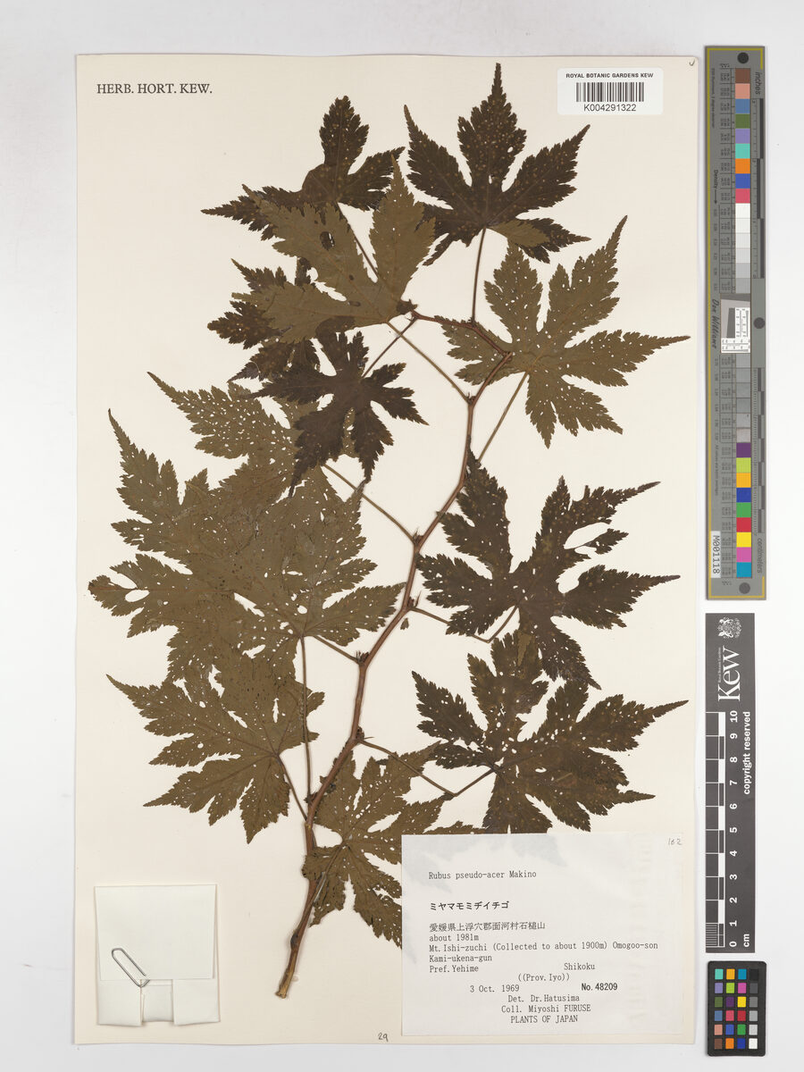 Rubus pseudo-acer — photo