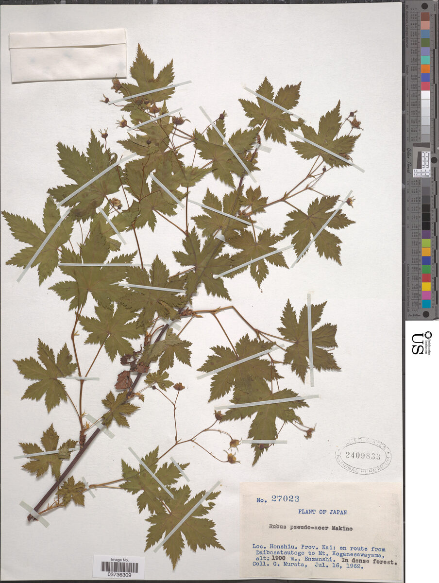 Rubus pseudo-acer — photo