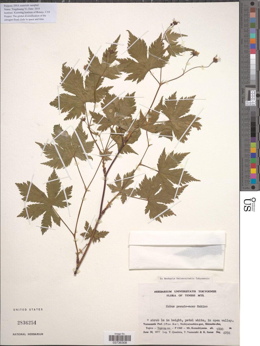 Rubus pseudo-acer
