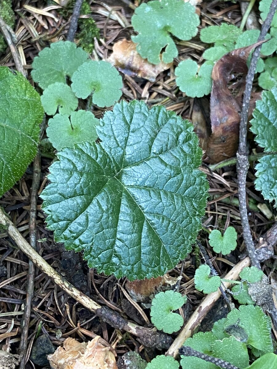 Rubus pumilus — photo