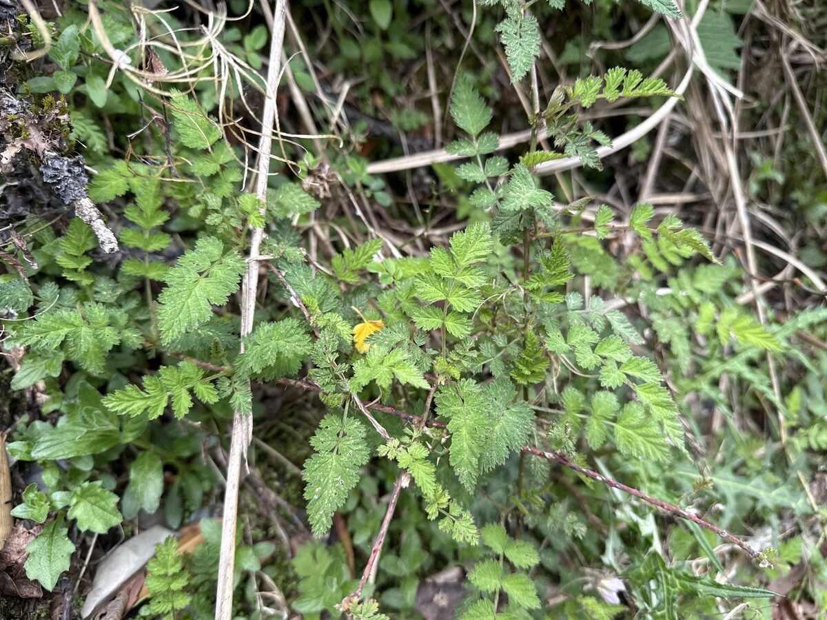 Rubus pungens oldhamii - (Miq.)Maxim. — photo