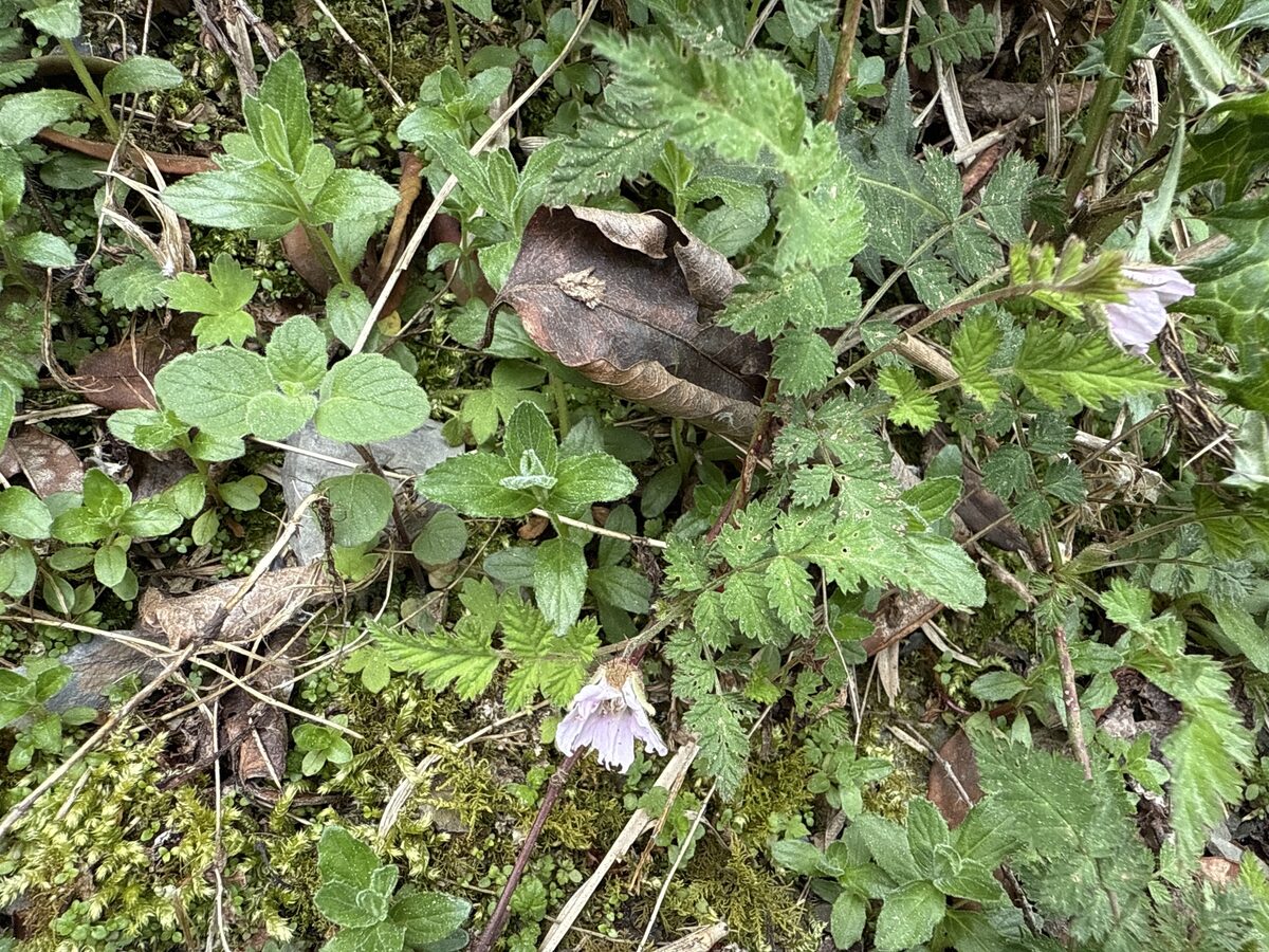 Rubus pungens oldhamii - (Miq.)Maxim. — photo